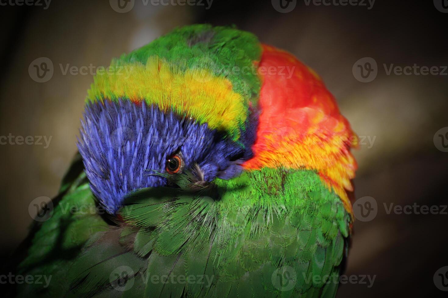 Lorikeet peering at the camera from under its wing. Vignetting was applied. photo