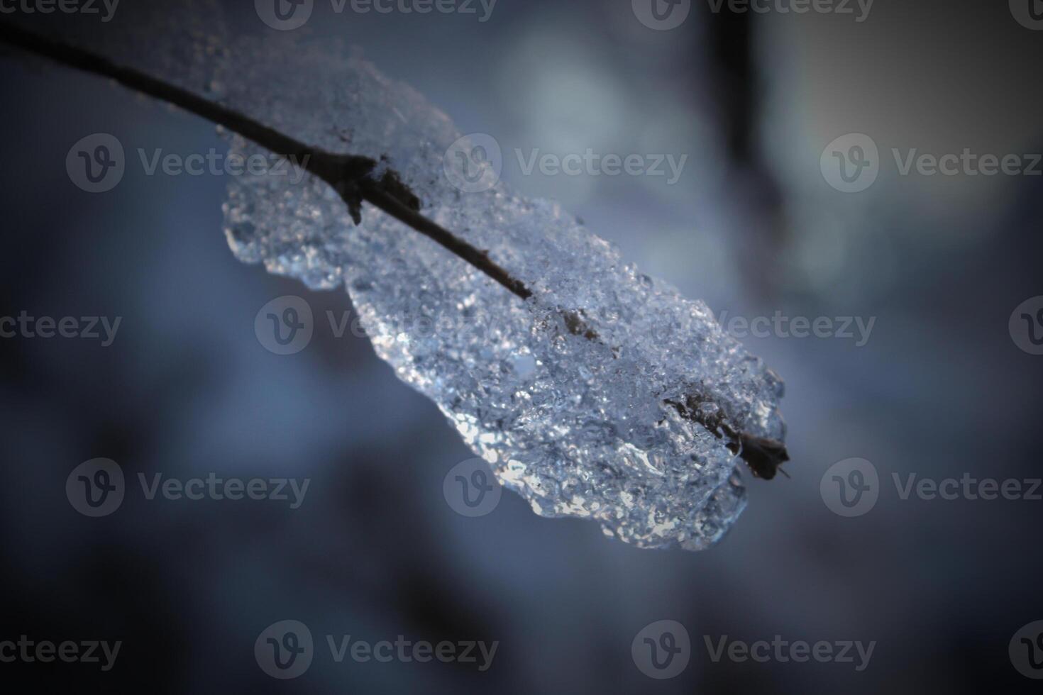 Winter scene with an ice crystal, hanging on an branch of a buch, blueish background and reflections. Vignetting was applied. photo