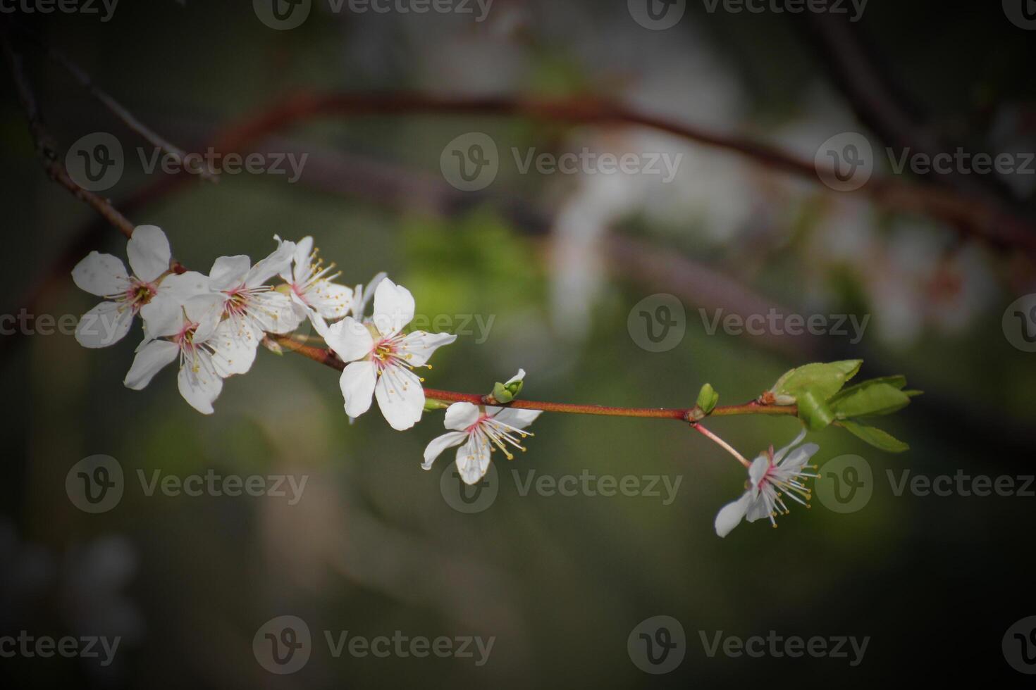 Close-up of an apple blossom in spring Vignetting was applied photo