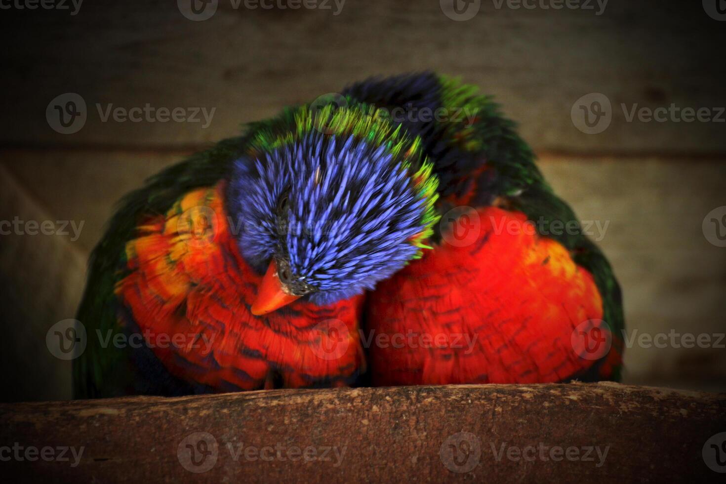 Two rainbow lorikeets snuggling with each other Vignetting was applied. photo