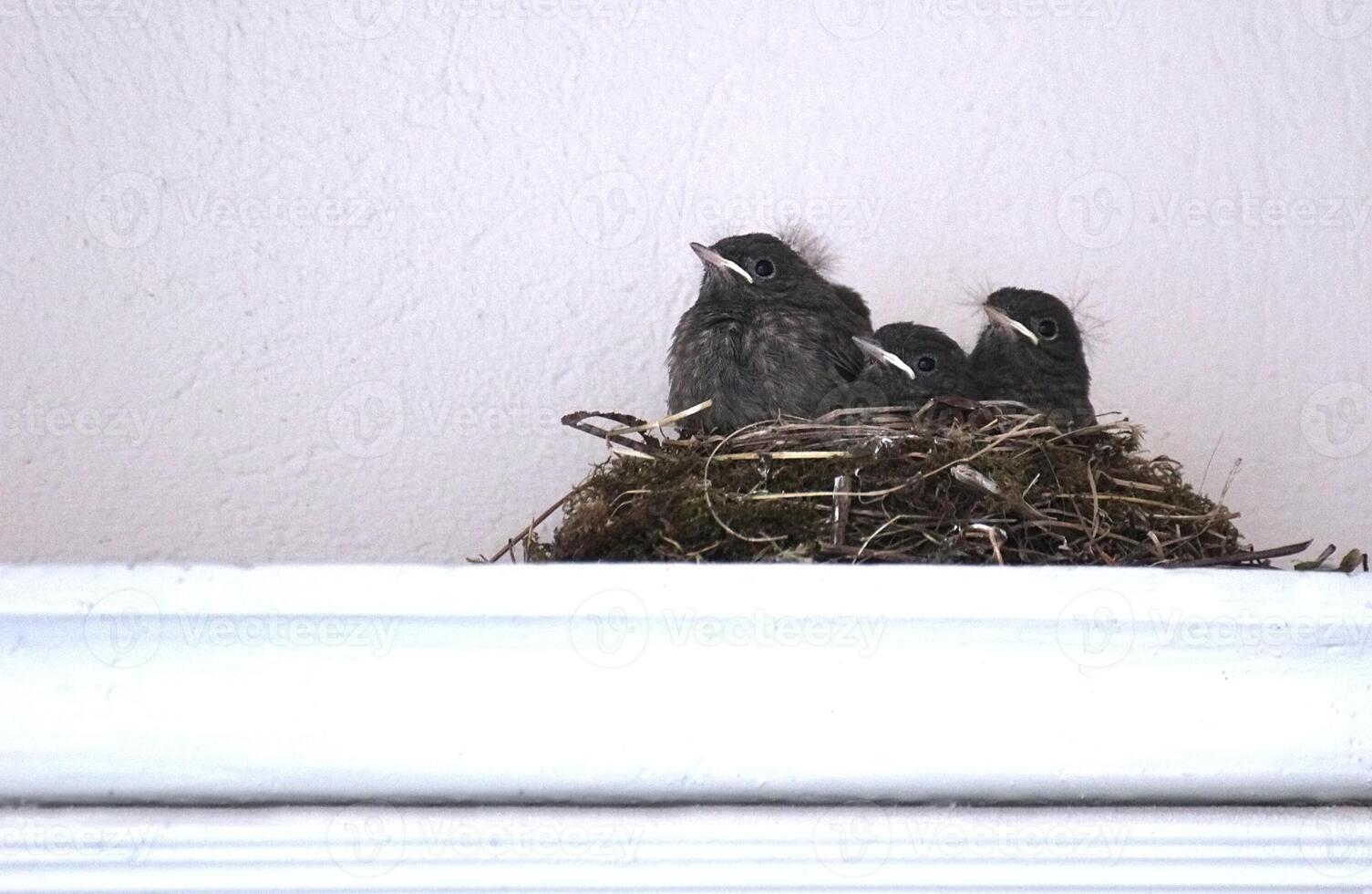 Black redstart Phoenicurus ochruros nest on a dooframewall in a city. photo