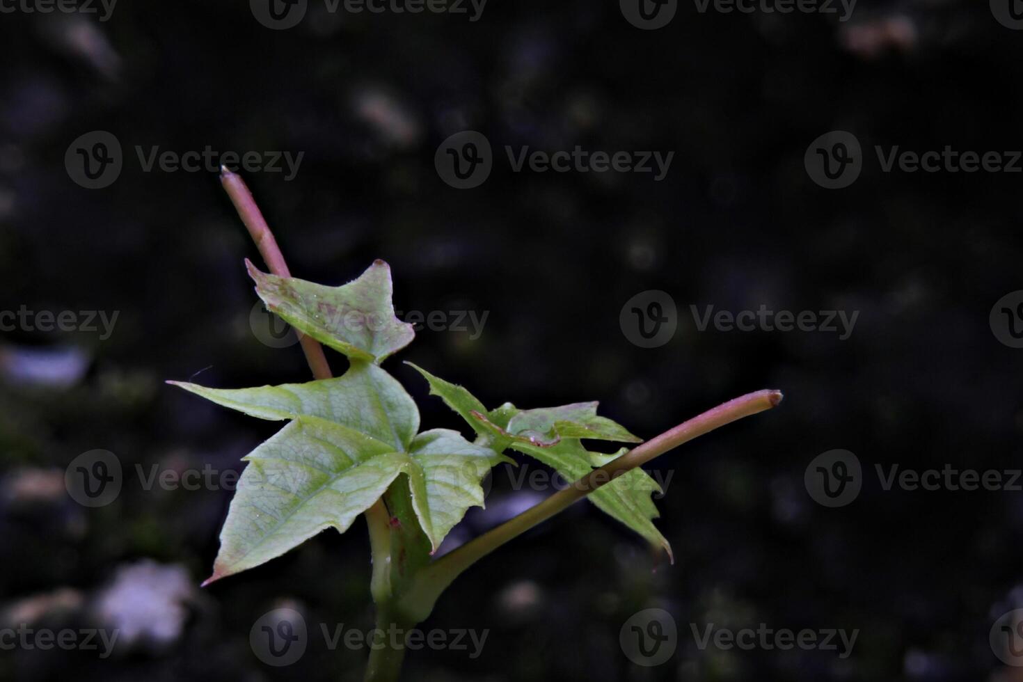 Close-up from a maple sprout creating using focus stacking. photo