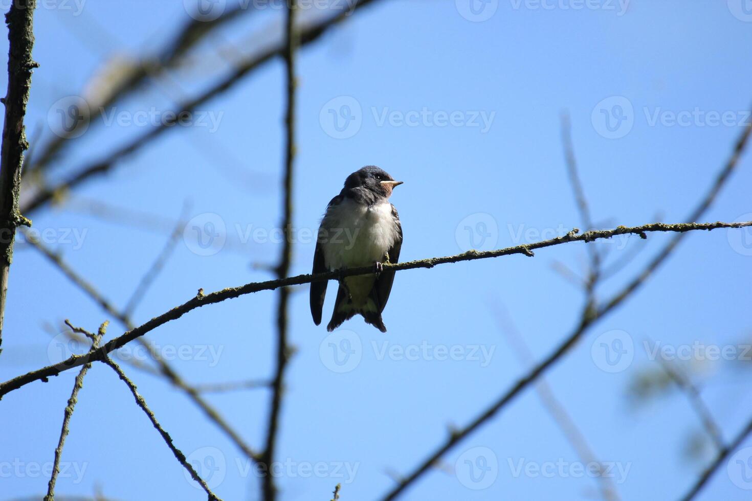 Young barn swallow sitting on tree. photo