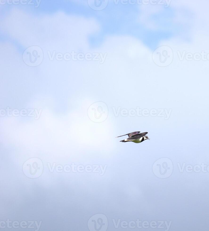 Northern lapwing, Vanellus vanellus, in flight photo