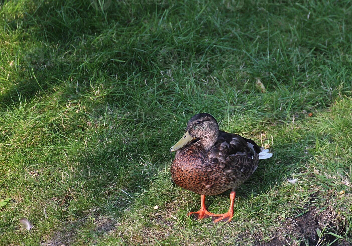Male mallard standing at a slope in eclipse plumage photo