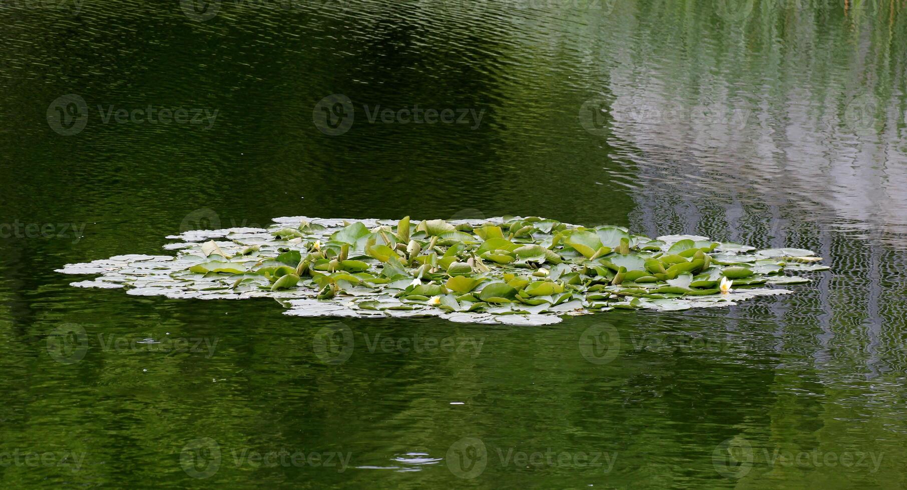 Waterlily Nymphaea candida resp. Nymphaea alba on a pond with reflections in rippled water. photo