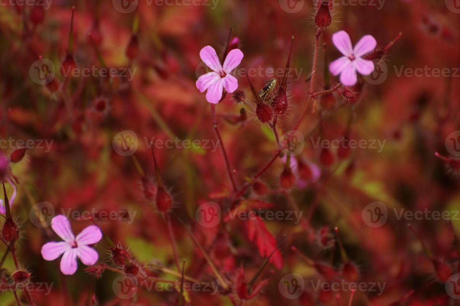 Background with geraniaceae blossoms and red leaves photo