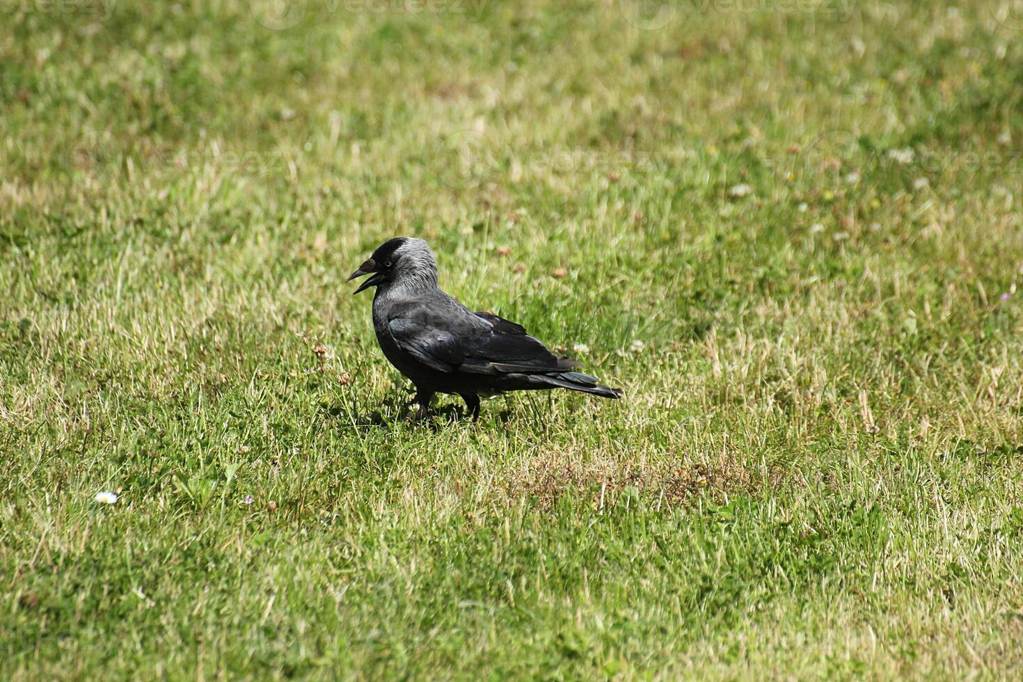 western jackdaw Corvus monedula standing on the grass. photo