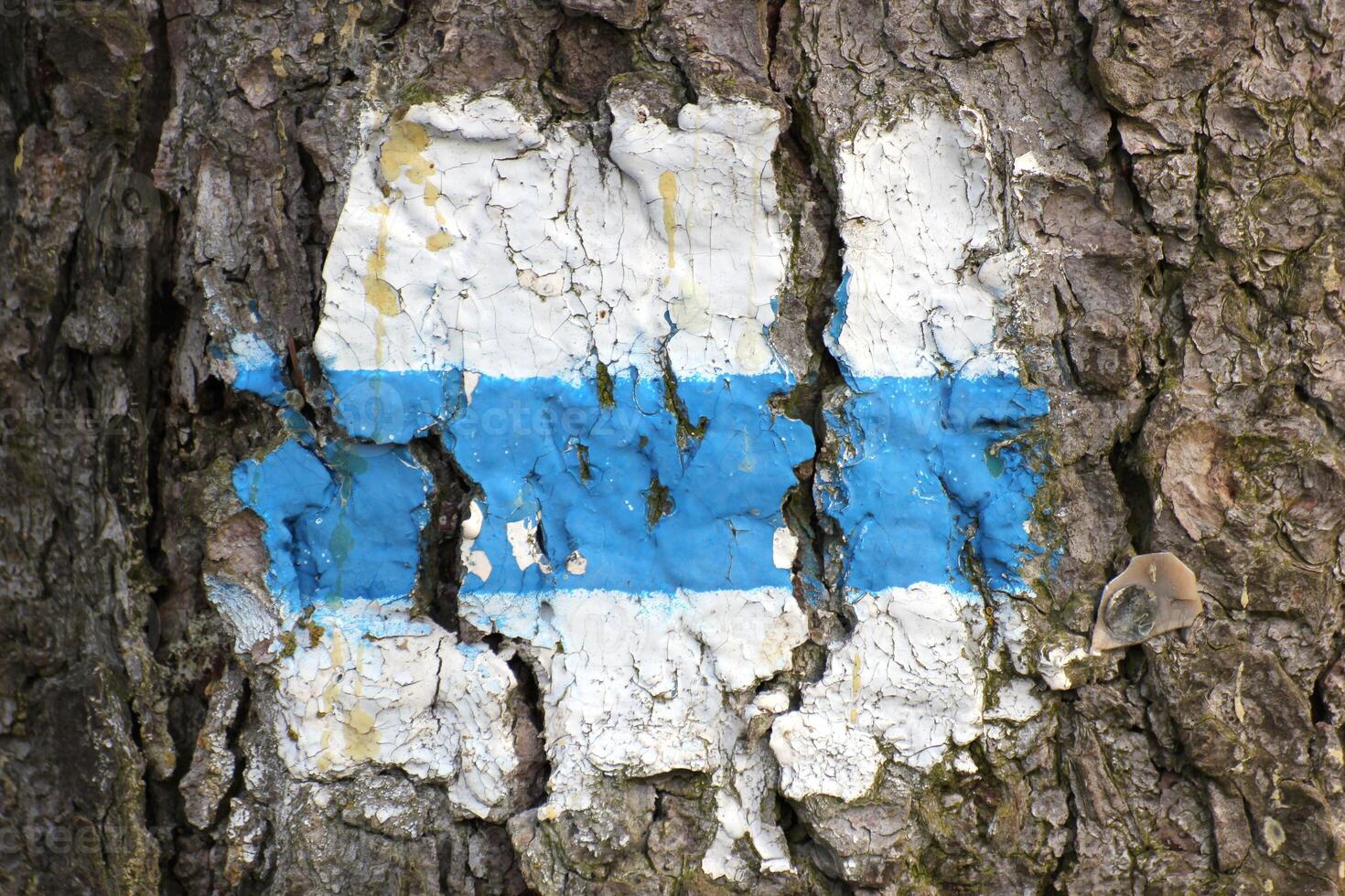 Typical hiking path marking on a tree in Germany photo