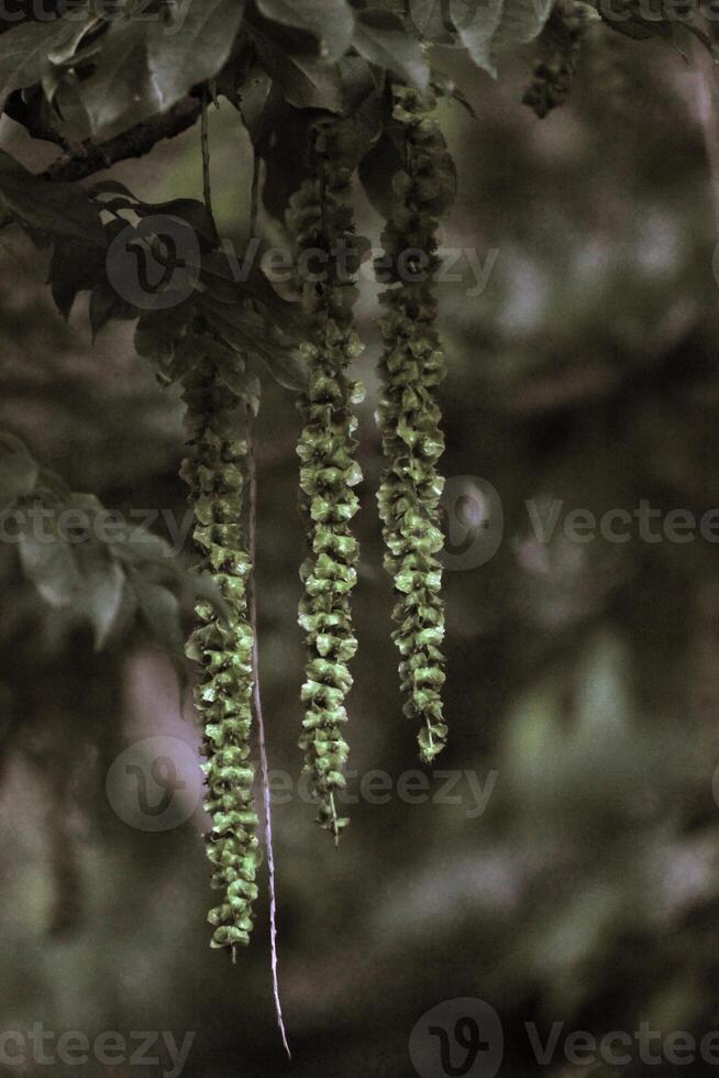 Hanging fruits of the caucasian wingnut Pterocarya fraxinifolia with a sepia effect applied. photo