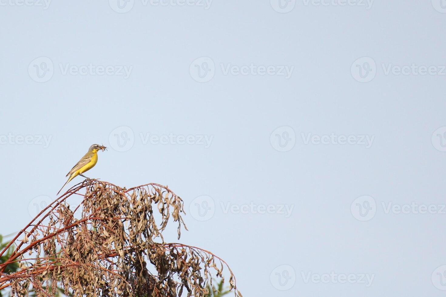 Western yellow wagtail Motacilla flava sitting on a tree. photo