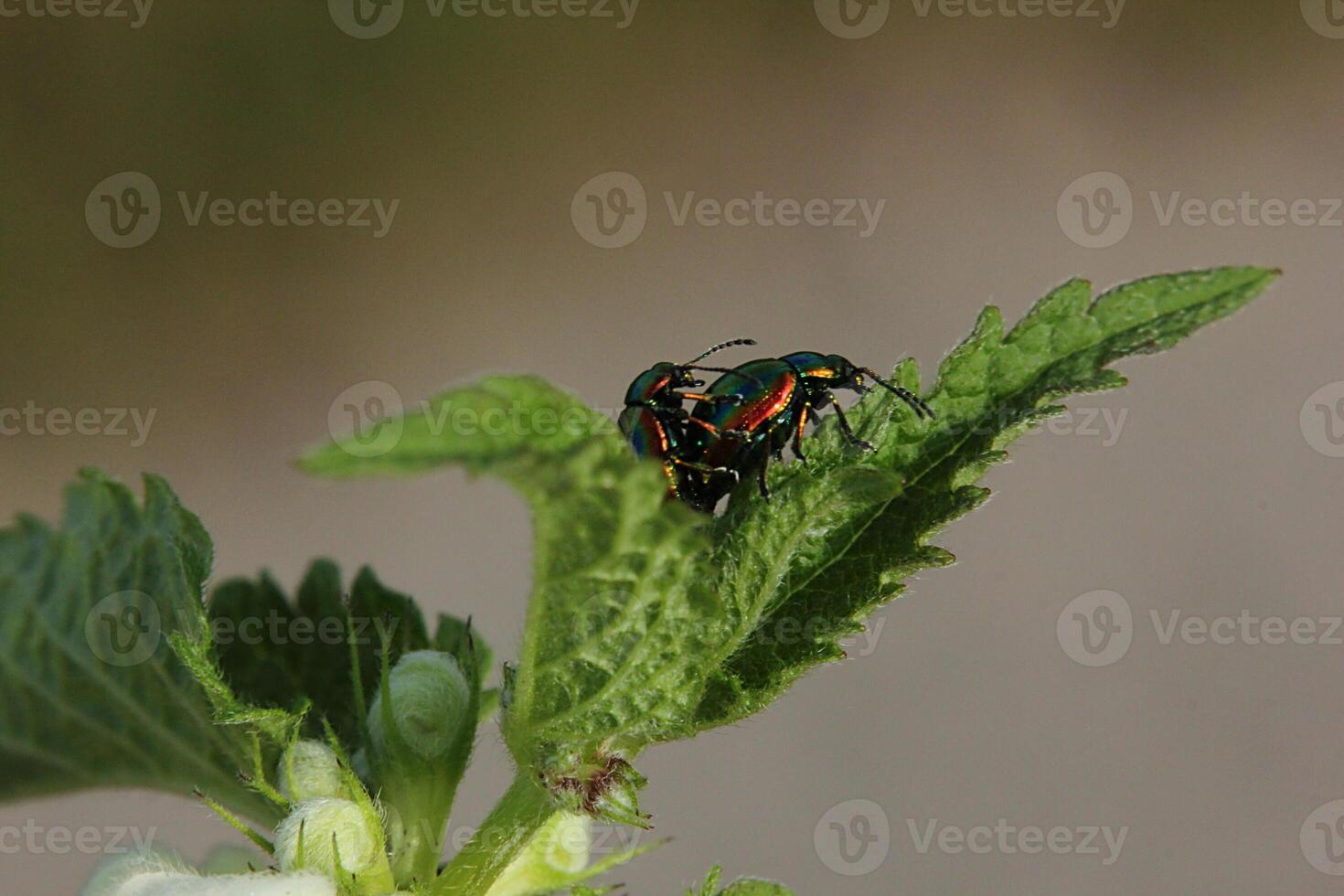 Two dead-nettle leaf beetle Chrysolina fastuosa in the act of mating on a deadnettle photo