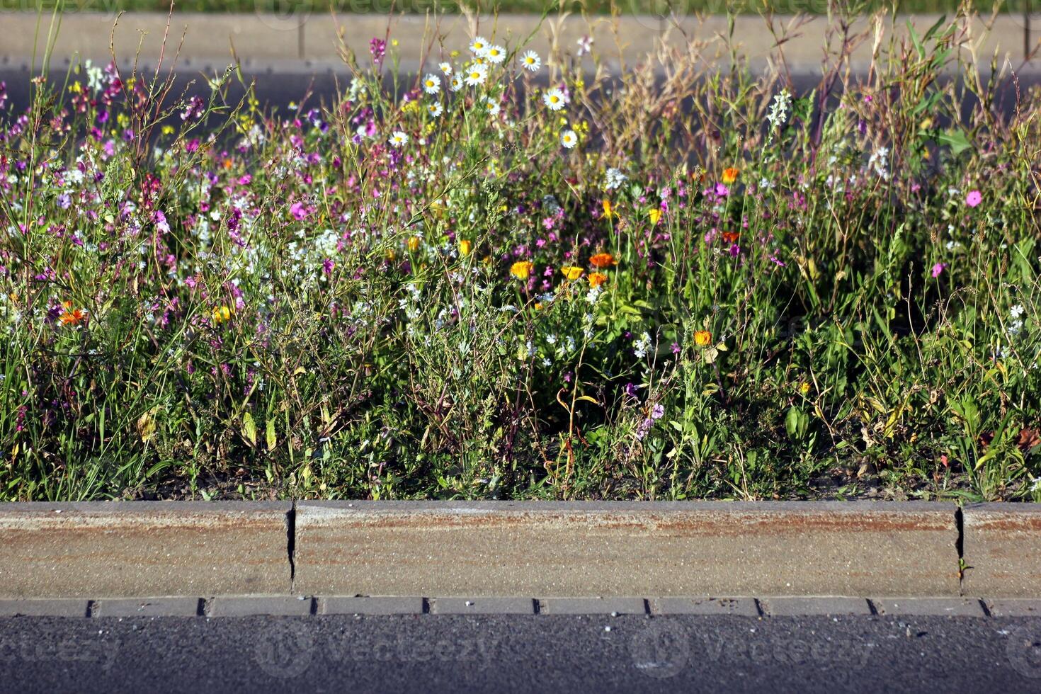 A variety of colorful flowers and herbs on a central reserve inside the city. photo