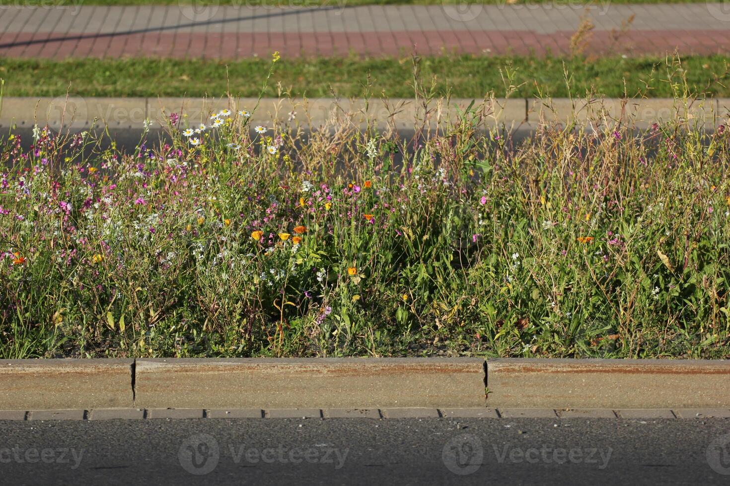 A variety of colorful flowers and herbs on a central reserve inside city photo