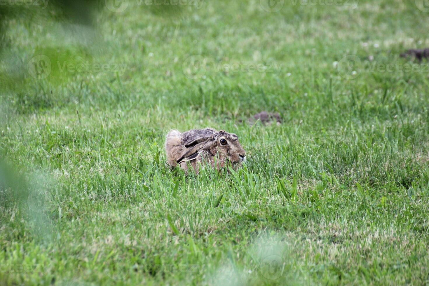 European hare, Lepus europaeus, sitting in grass and watching in alertness. photo