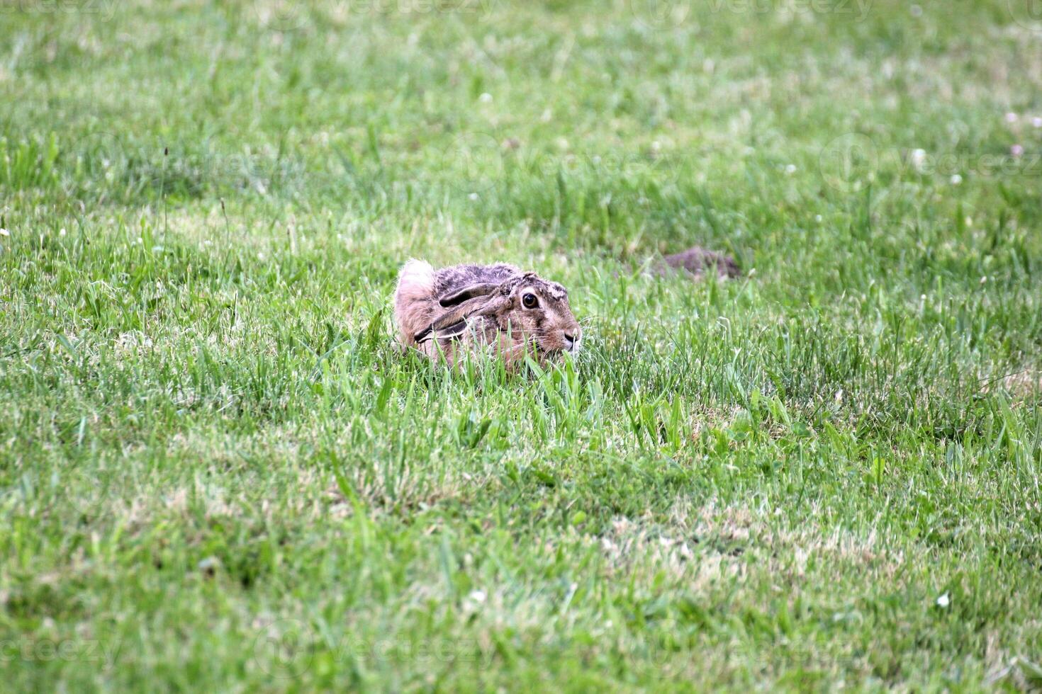 European hare, Lepus europaeus, sitting in grass and watching in alertness photo