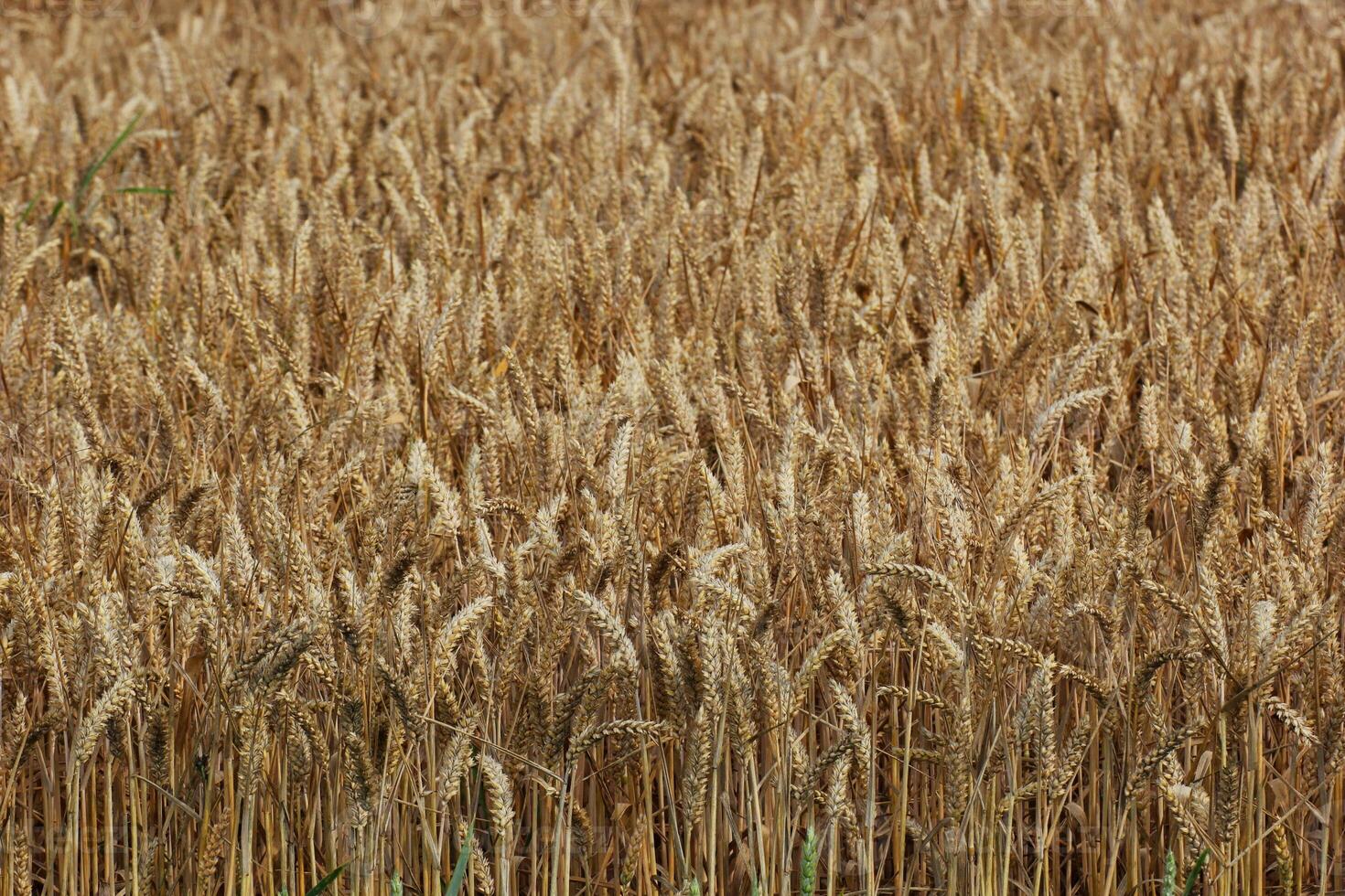 Wheat field with spikes and stems at the bottom. photo
