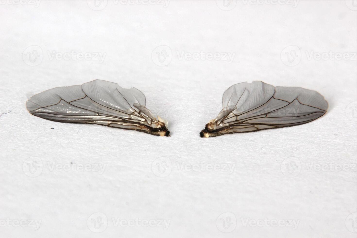 Macro of housefly Musca domestica wings. photo