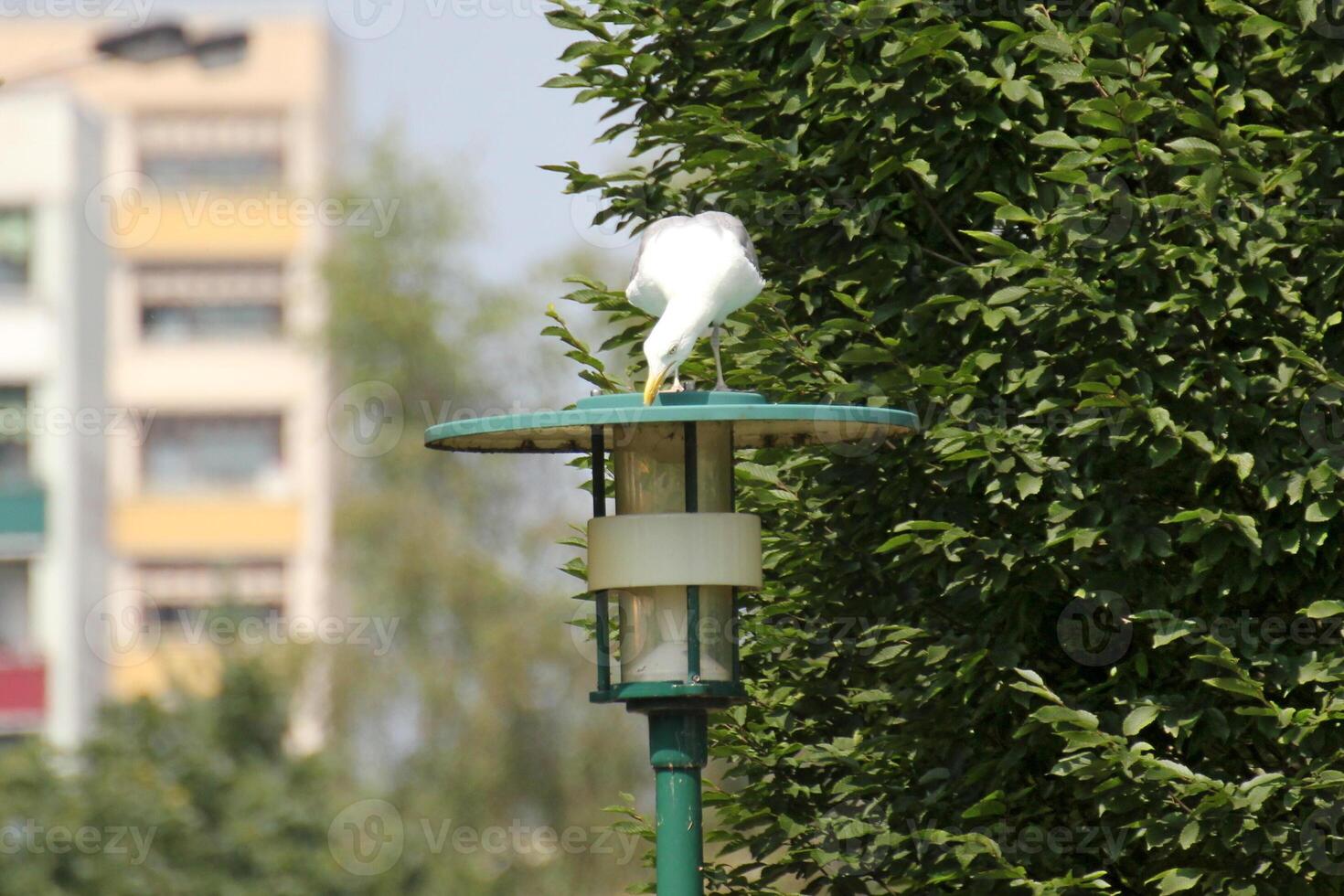 European herring gull - Larus argentatus - sitting on street lamp. photo