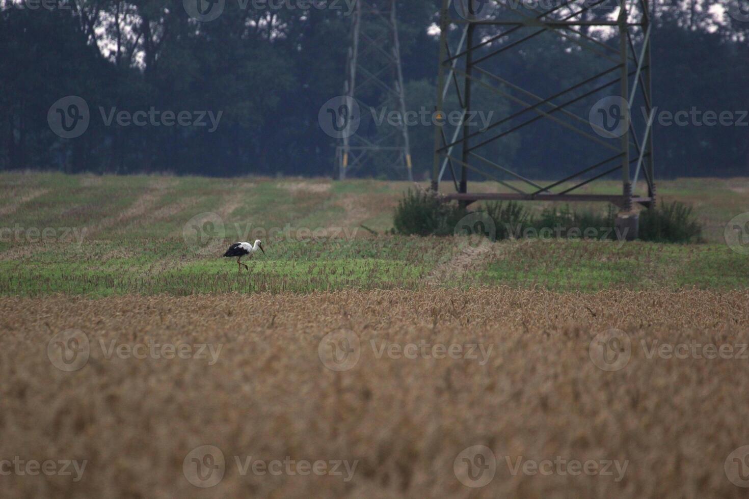 A white stork Ciconia ciconia standing on a meadow with high voltage power line. photo