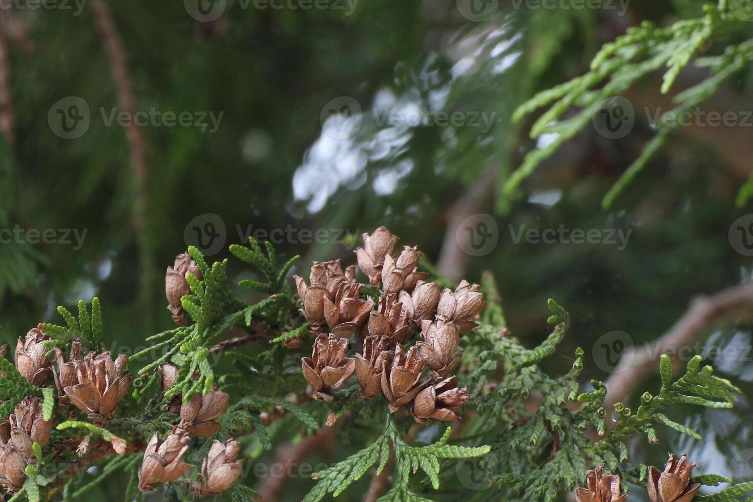Fruits and leaves of Thuja occidentalis. photo
