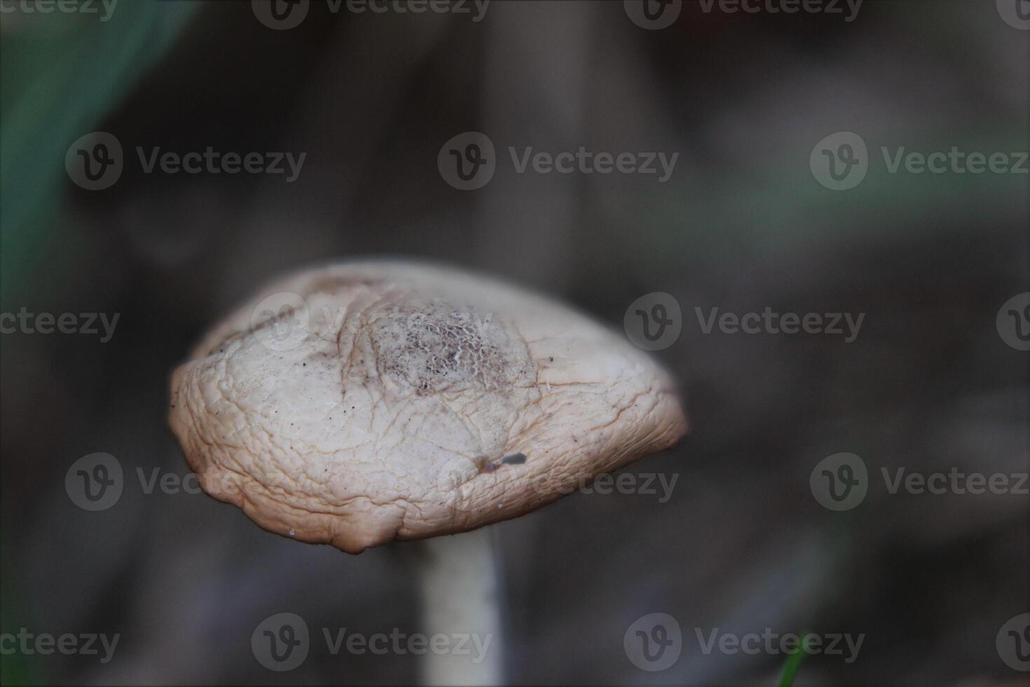 Shriveled agaric mushroom in grass. photo