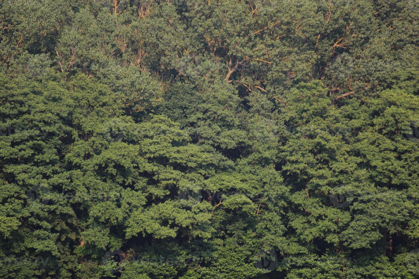 Edge of the wood of NSG Elisenhain, nature reserve near Greifswald, Mecklenburg-Vorpommern, Germany. The image is usable as background with evenly distributed branches. photo