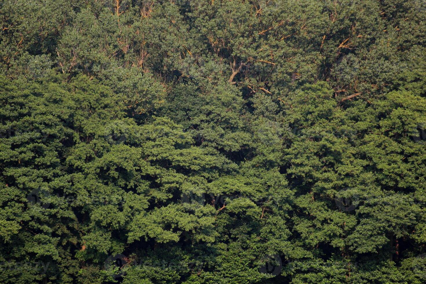 Edge of the wood of NSG Elisenhain, nature reserve near Greifswald, Mecklenburg-Vorpommern, Germany The image is usable as background with evenly distributed branches photo