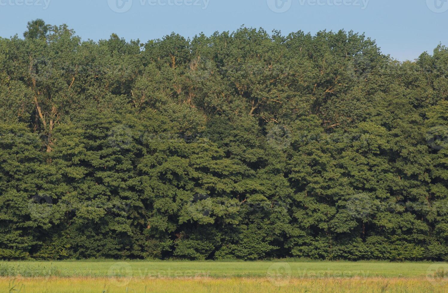 Edge of the wood of NSG Elisenhain, nature reserve near Greifswald, Mecklenburg-Vorpommern, Germany. photo