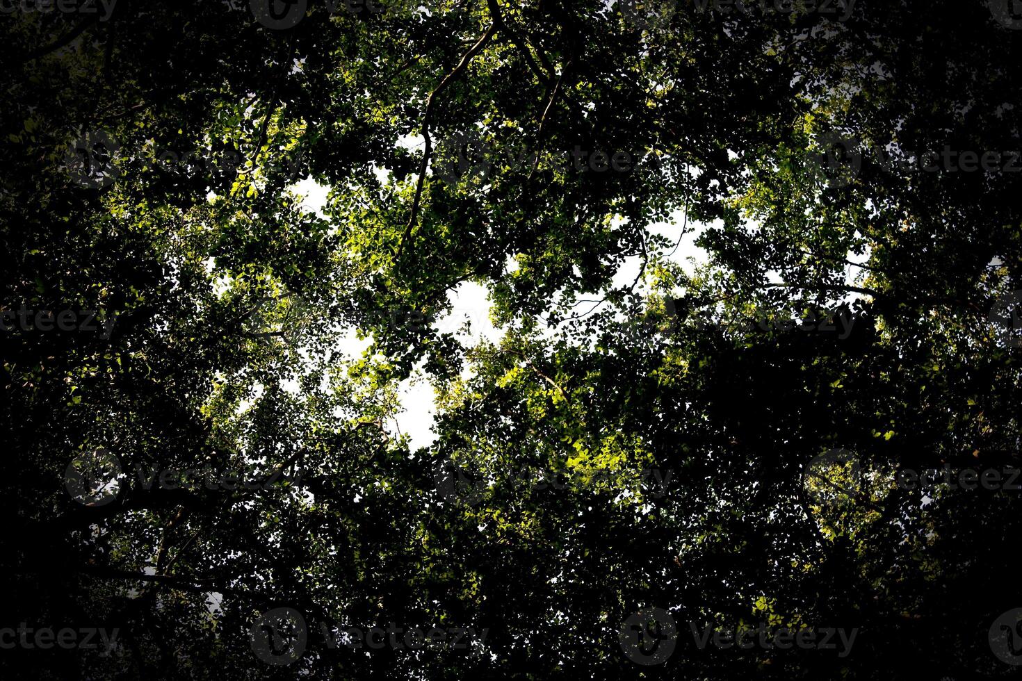 Upward view in beech forest with heavy vignetting photo