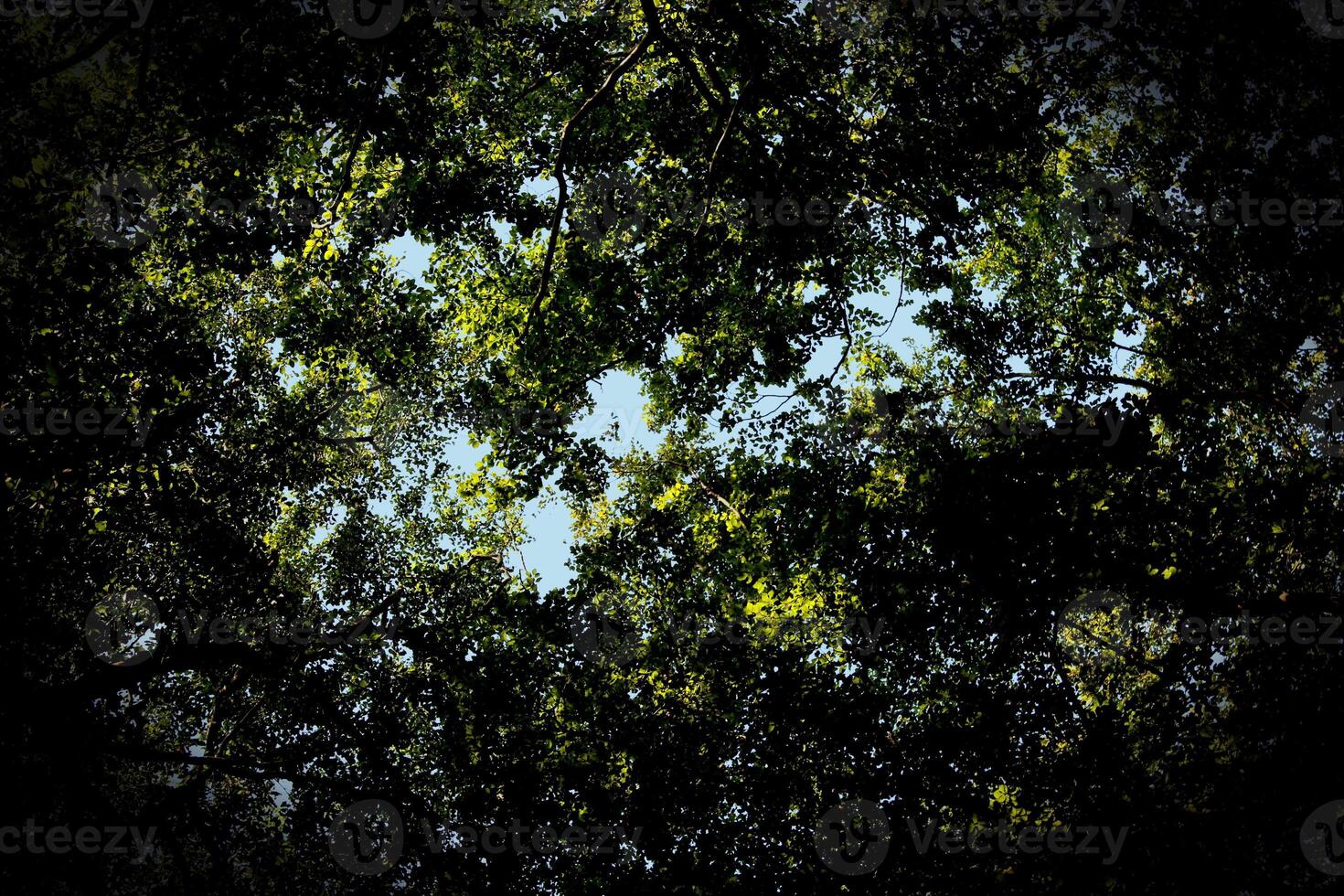 Upward view in beech forest with heavy vignetting. photo