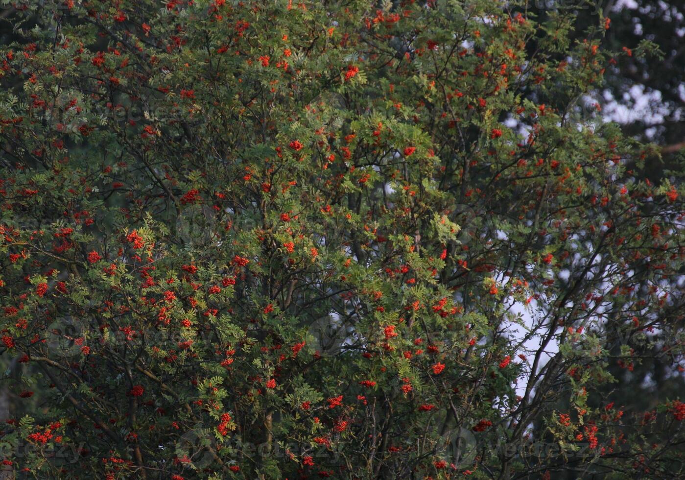 A rowan tree Sorbus aucuparia with ripe red berries. photo