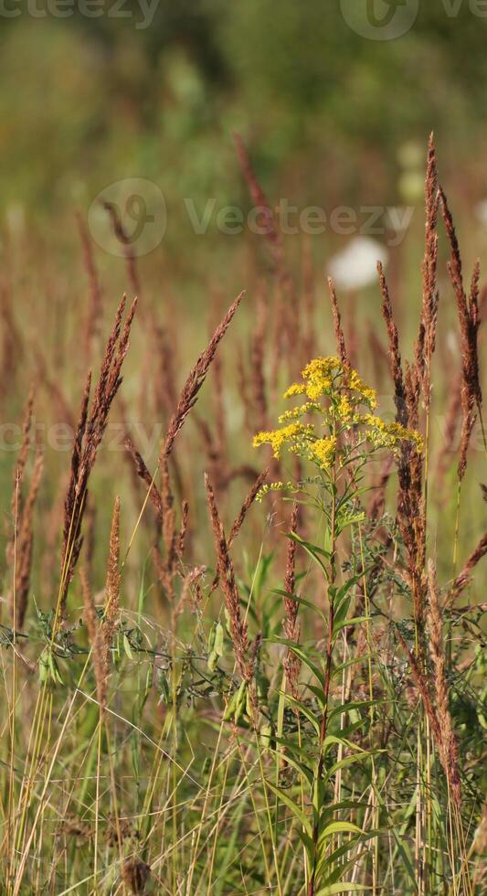 Giant Goldenrod Solidago gigantea flowering between spiked grasses. photo