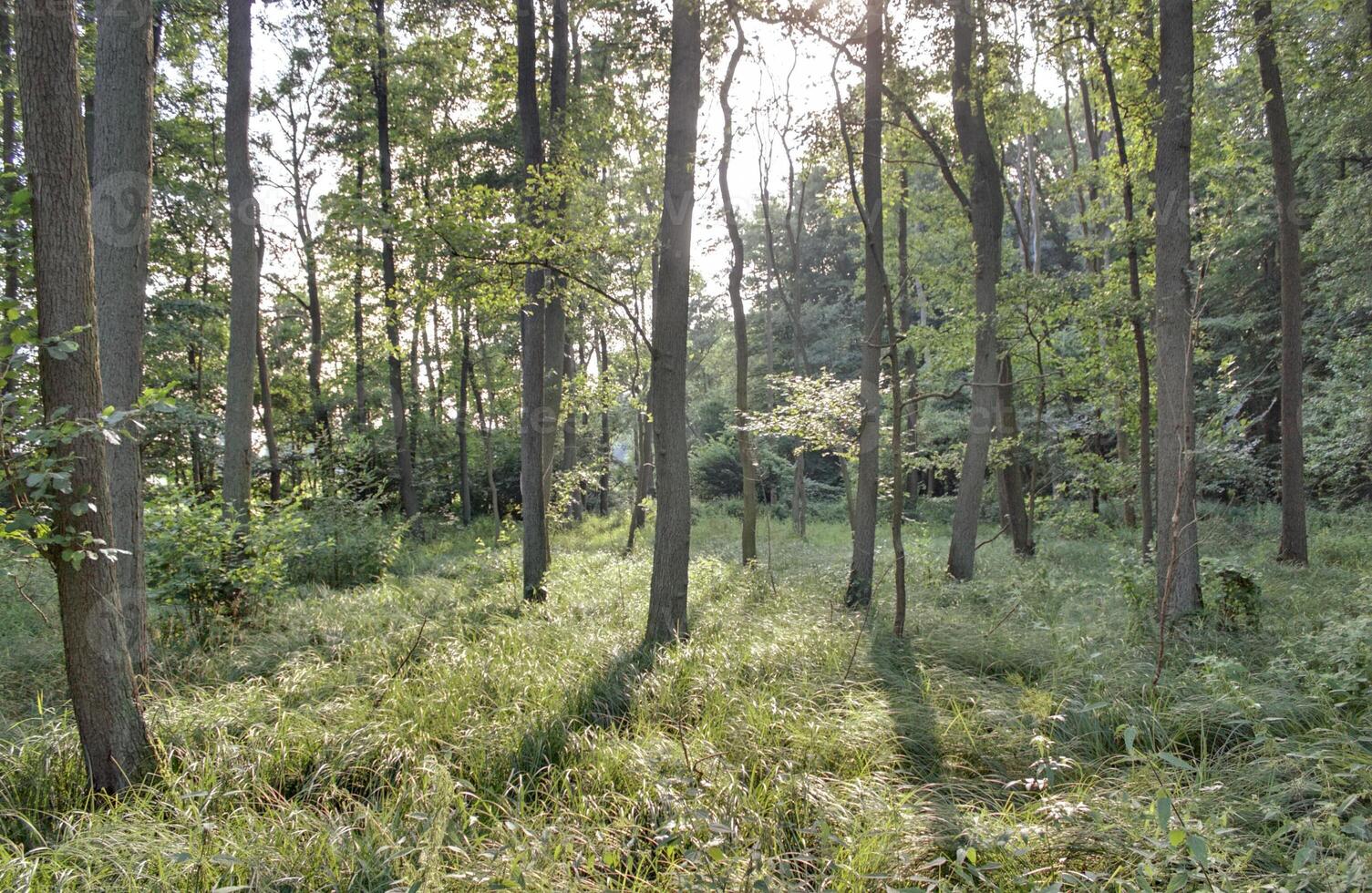 Sun breaking through canopy in NSG Elisenhain, nature reserve near Greifswald, Mecklenburg-Vorpommern, Germany photo