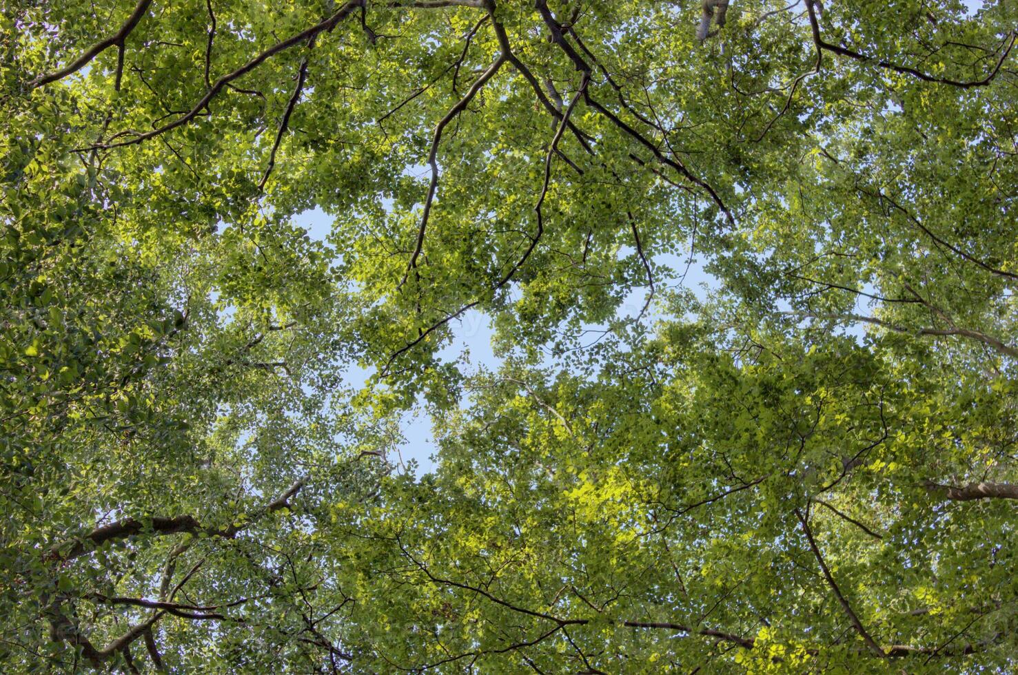Upward view in NSG Elisenhain, nature reserve near Greifswald, Mecklenburg-Vorpommern, Germany. photo