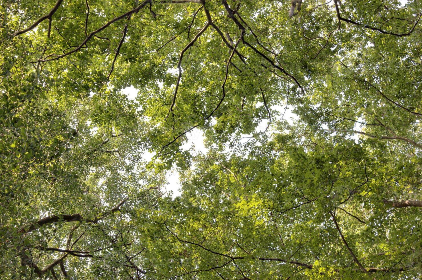 Upward view in NSG Elisenhain, a nature reserve near Greifswald, Mecklenburg-Vorpommern, Germany photo