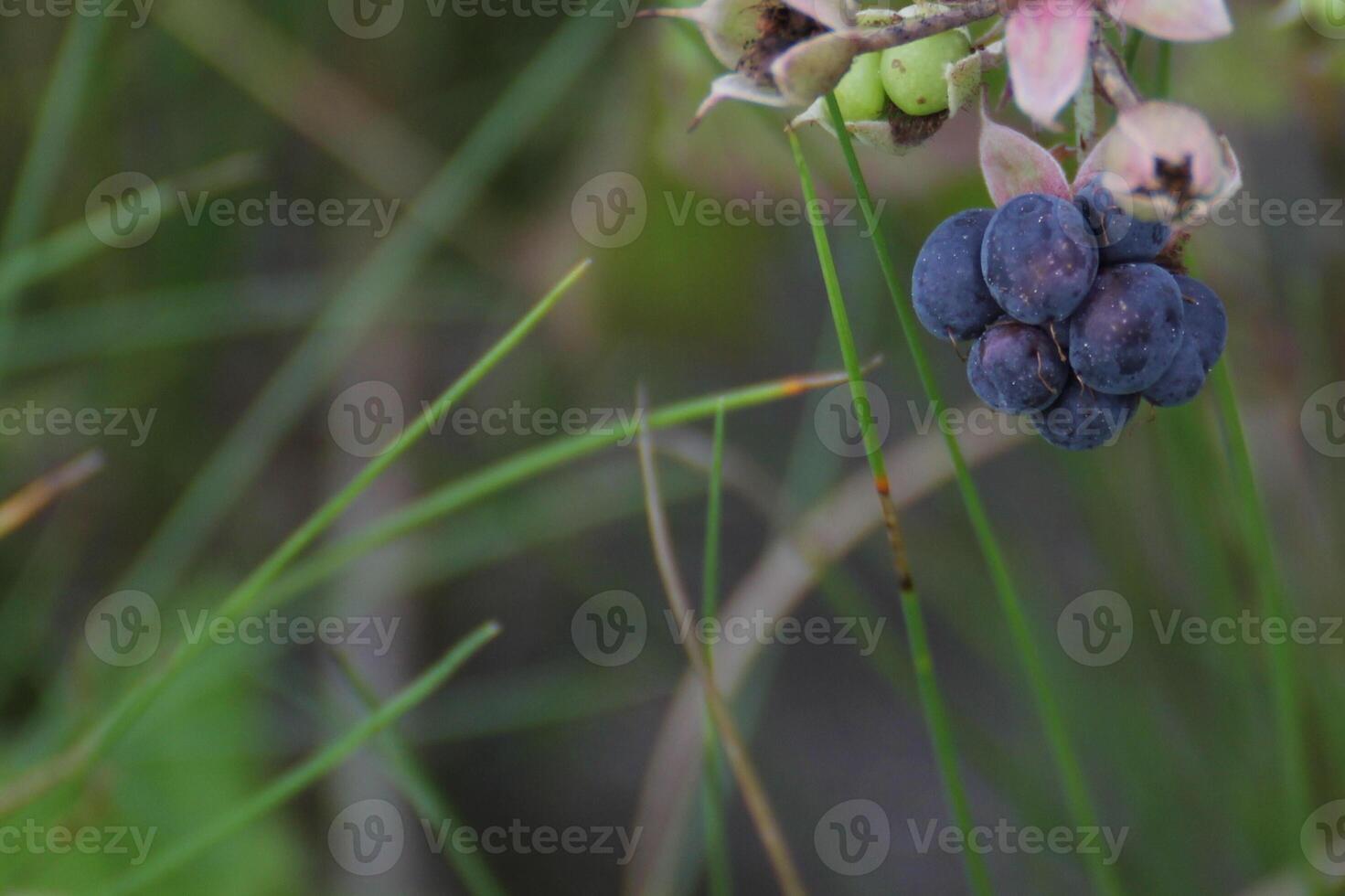 European dewberry - Rubus caesius - fruit. photo
