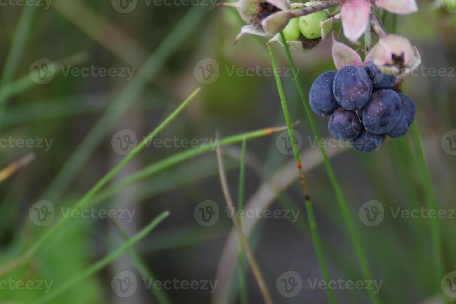 European dewberry - Rubus caesius - fruit photo