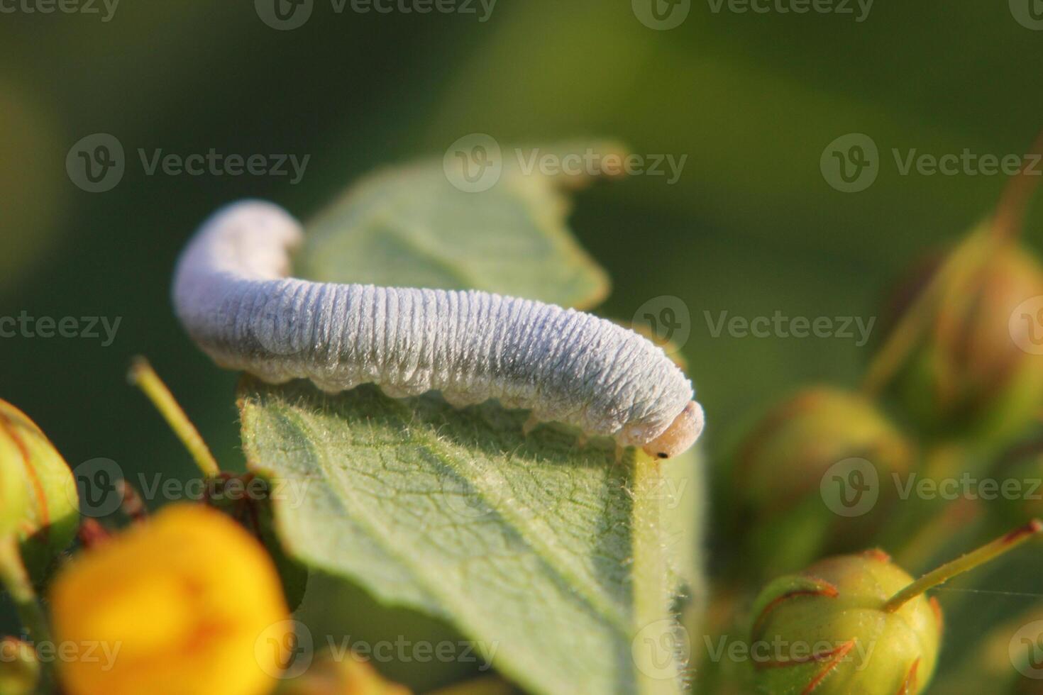 Eating caterpillar of a sawfly from the family Tenthredinidae It is sitting on a loosestrife leaf photo