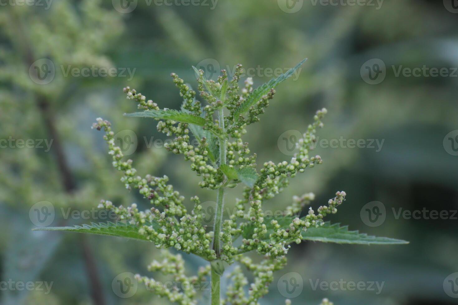 Inflorescence of the common nettle Urtica dioica photo