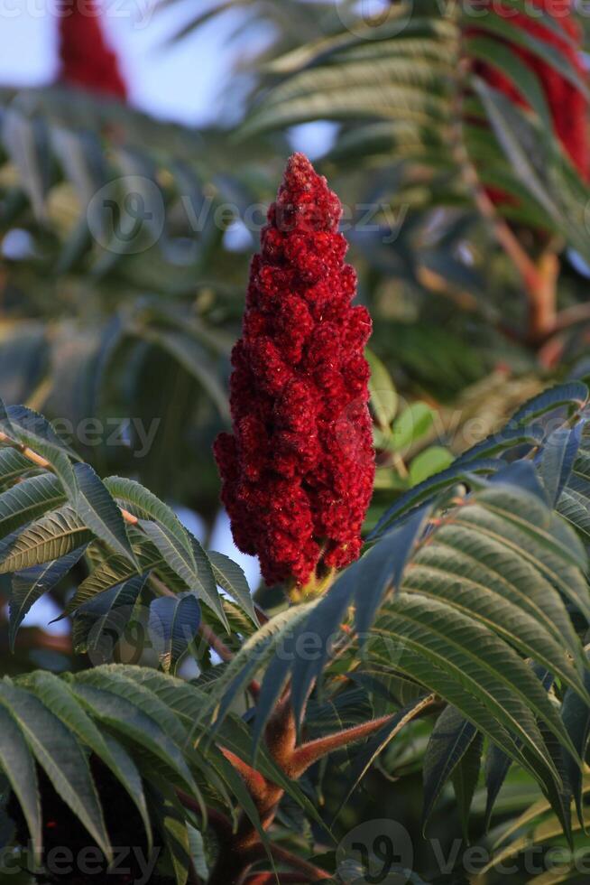 Staghorn sumac Rhus typhina blossom macro. photo