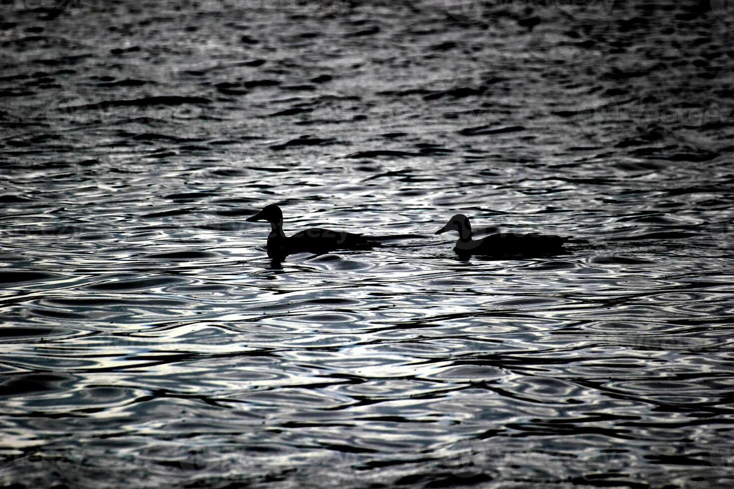 Silhouettes of swimming ducks photo