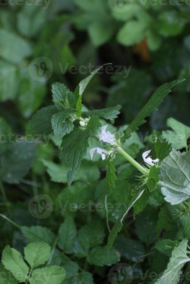 White deadnettle Lamium album with several blossoms. photo