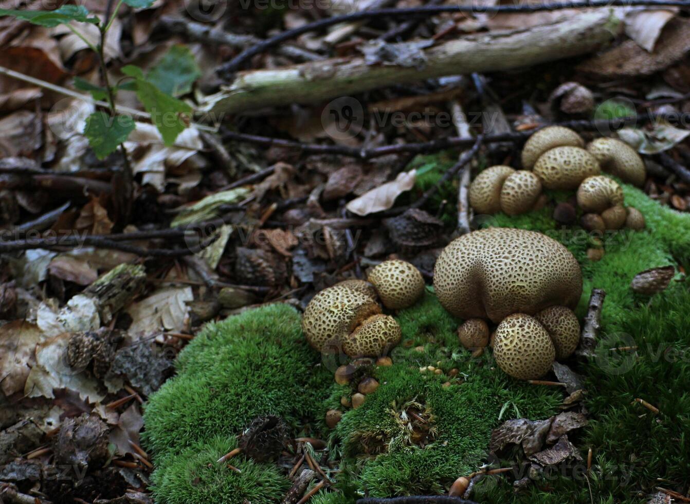 Mushrooms of the poisonous common earthball Scleroderma citrinum, syn. Scleroderma aurantium Vaill. and Scleroderma vulgare. photo