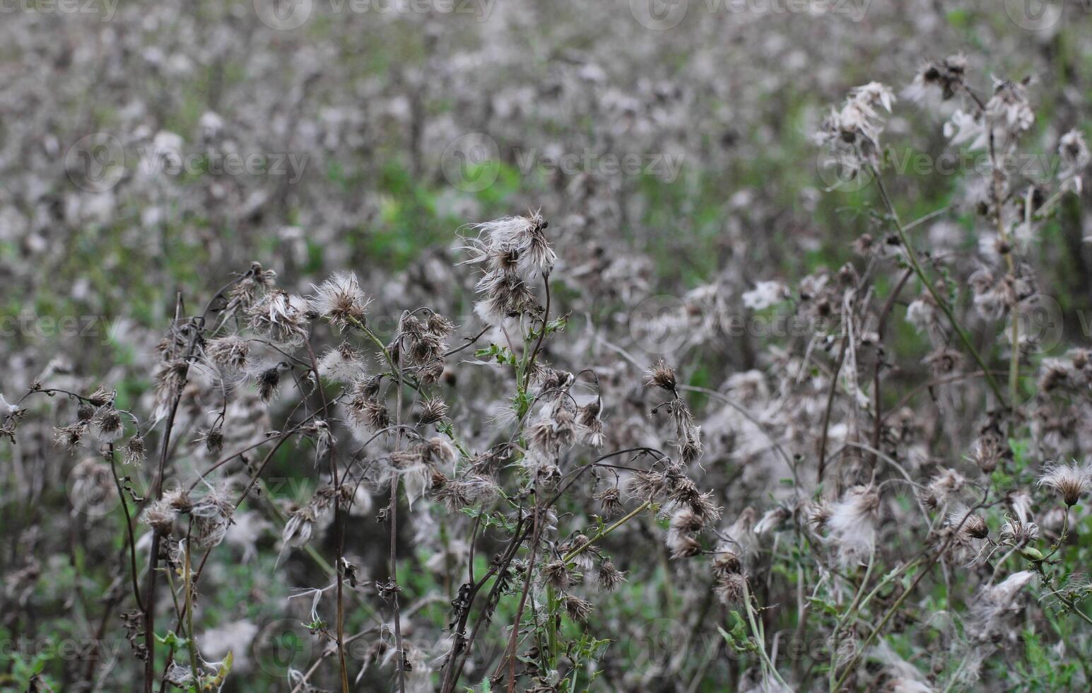 Gray and green thistle field with pappus hairs. photo