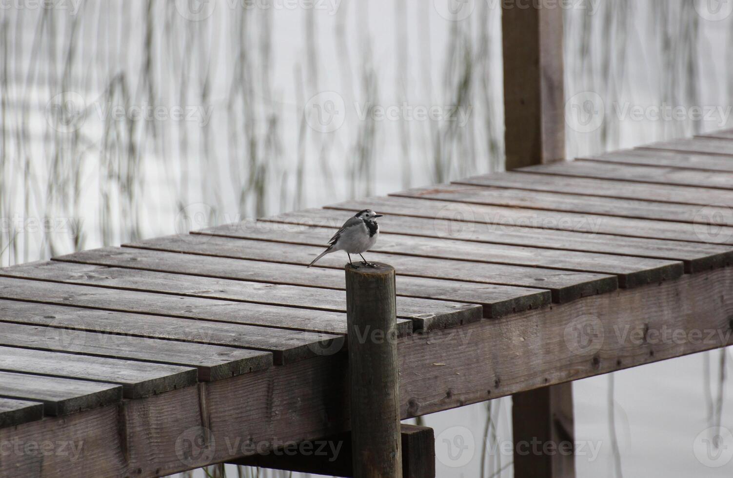 White wagtail Motacilla alba on a dock photo