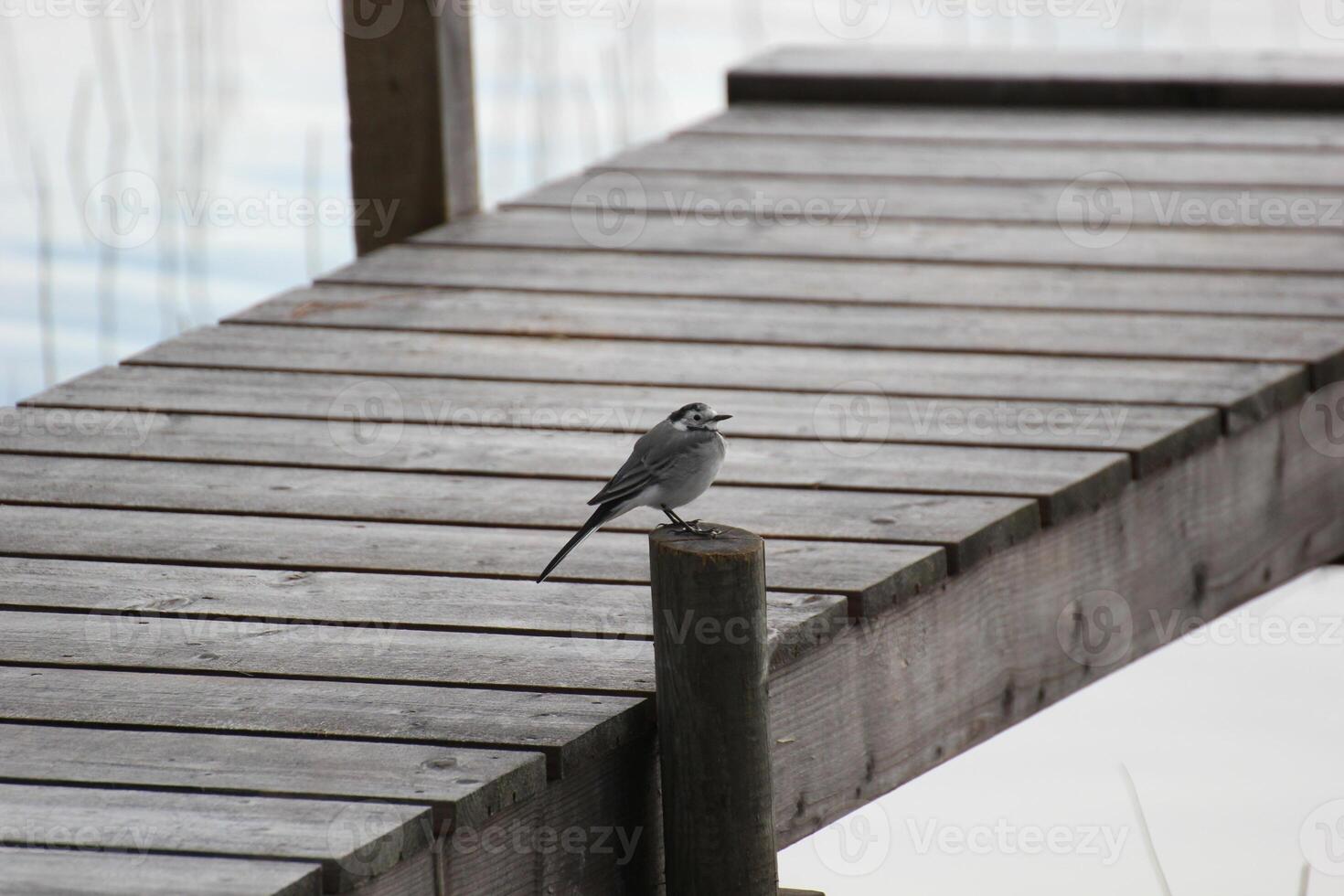 White wagtail Motacilla alba on dock. photo