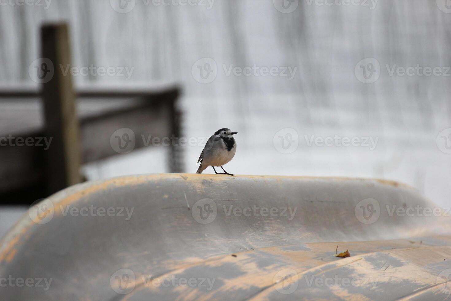 White wagtail Motacilla alba on a boat hull. photo