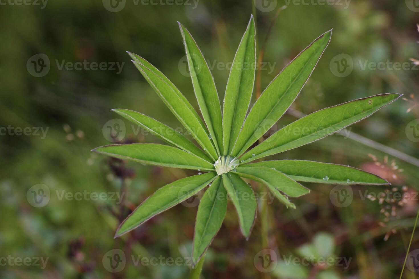 Lupin Lupinus leaf with a water drop in the middle, showing its hydrophobic capabilities. photo