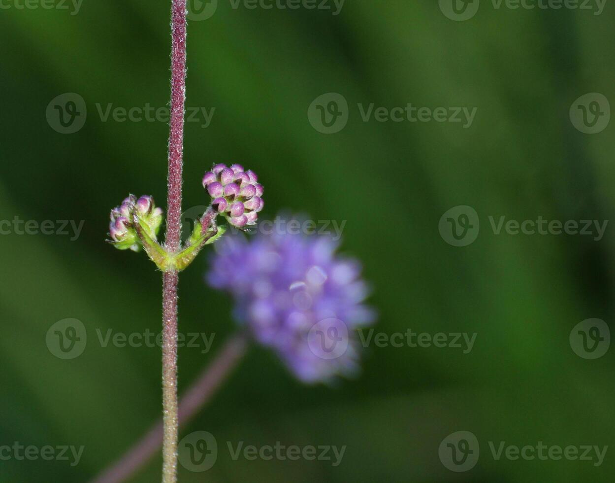 Devil's-bit Scabious, Succisa pratensis, with different stages of flower and fruit development. photo